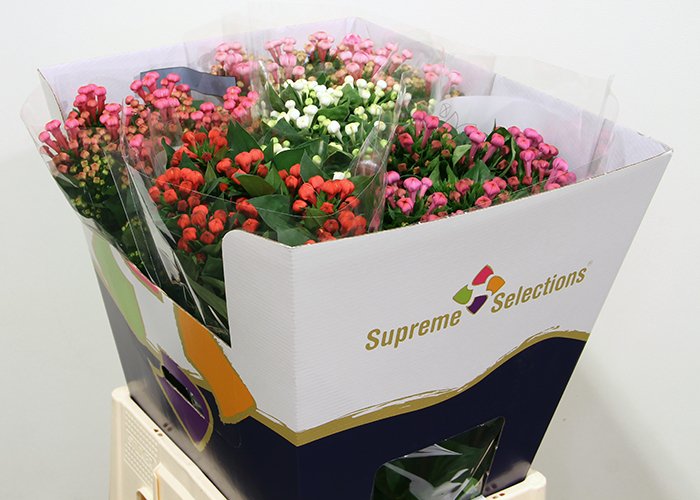 SupremeSel's tweet photo. @hilverdadeboer welcomes @VreekenBouvard to Supreme Selections. Starting monday with the Bouvardia Supreme mix. https://t.co/TpBaulS9p5