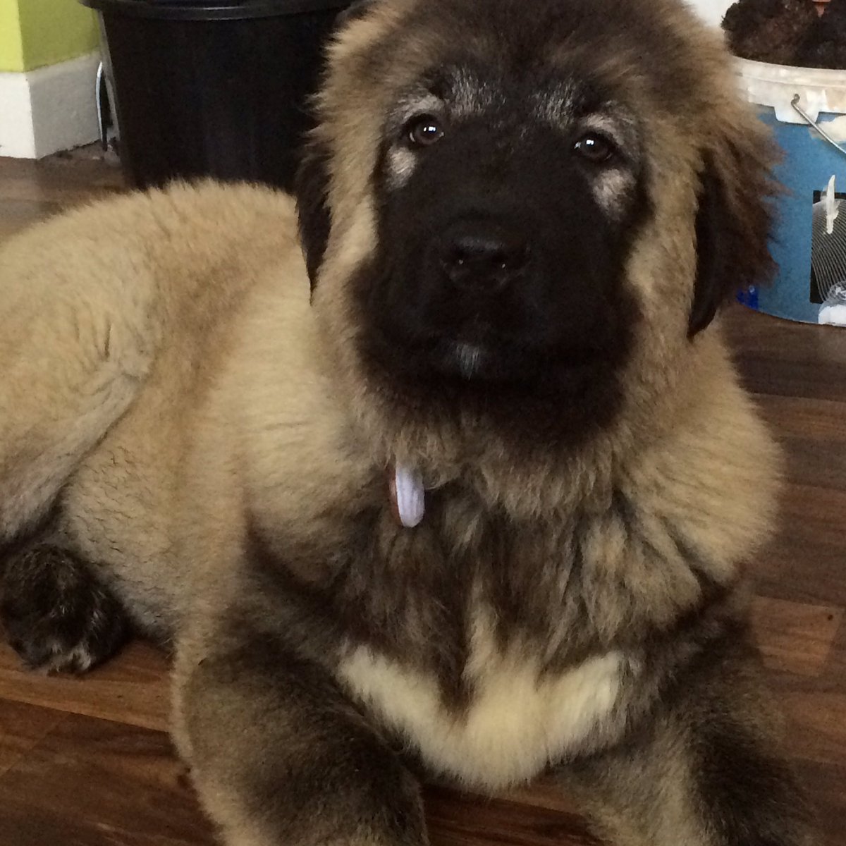 Taffyno11's tweet photo. Kyla 3.5 months old 🙂 https://t.co/LWjSaiv4o0