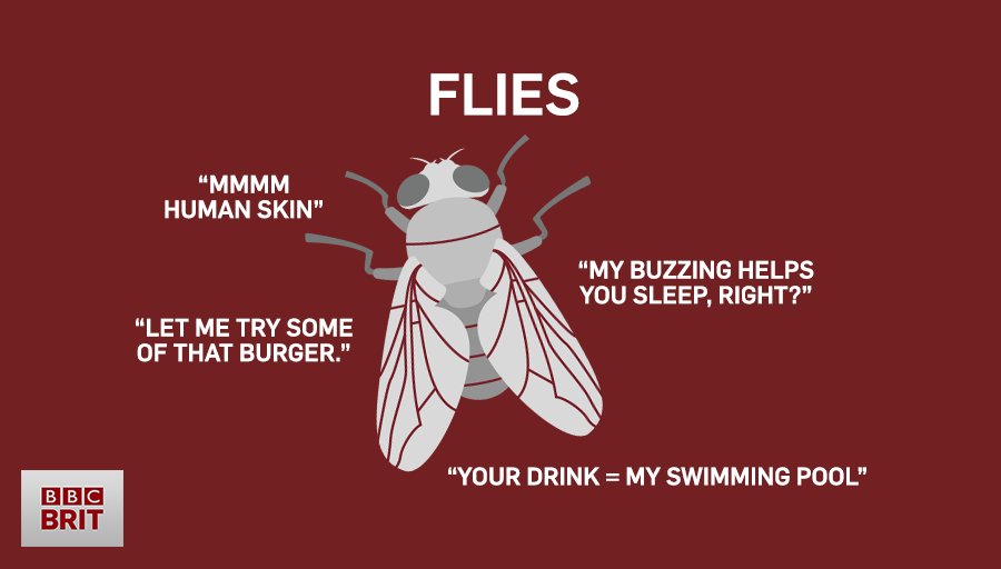 bbcbrit's tweet photo. #Summer is here and so are flies, lots and lots of annoying flies... https://t.co/G2regnXoIo
