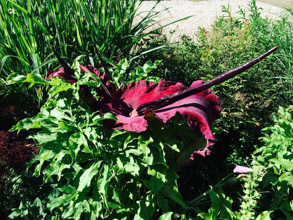 Garden_Plotters's tweet photo. Wow, what's that smell? the amazing rotting flesh aroma of this magnificent plant Dracunculus vulgaris #smellyplants https://t.co/erRlZACeOv