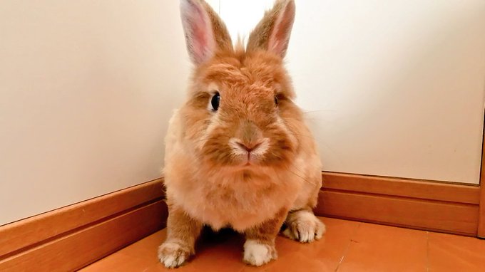 Mokodai25さんのイラストまとめ