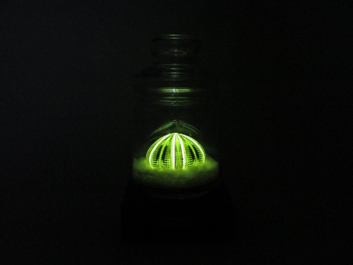 Lightmagic Pa Twitter バフンウニ 骨格標本 Ledランプ ウニ のトゲトゲと お寿司でお馴染みのあの中身の間には こんな奇妙で美しい骨が隠れています ガラス瓶に入れて標本っぽくしてみました ウニ 標本 ハンドメイド