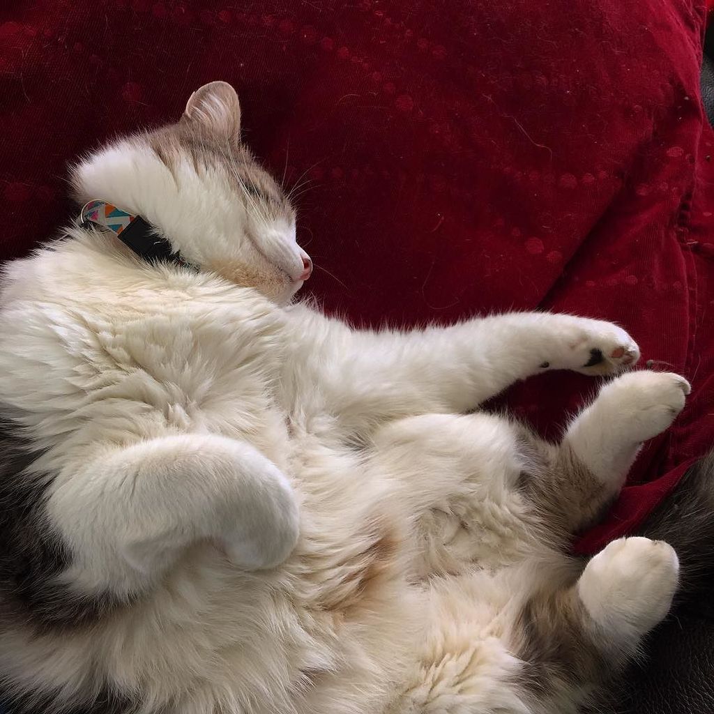 bobblebee77's tweet photo. Business as usual... I wish I was a cat on days like today 
#votenap #jensoncat #brexitcat… https://t.co/7dFxuhYlzm https://t.co/XzPCpVlNWd