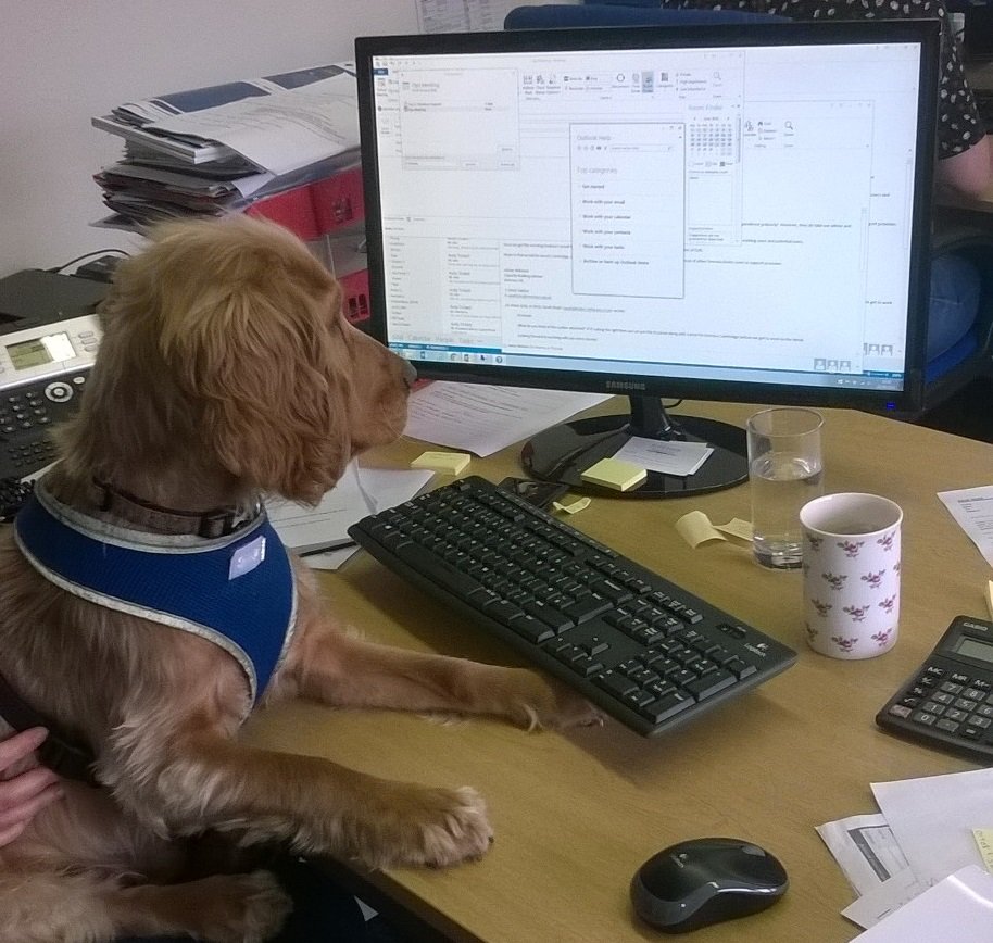 Kudos_Software's tweet photo. Ronald hard at work... National Take Your Dog to Work Day! #celebarte #business #bringyourpet https://t.co/7QlukAr1j5