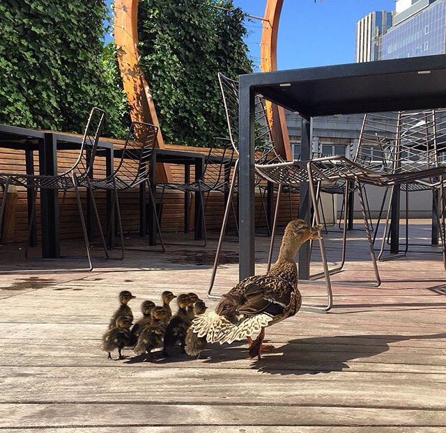 Some joy happened today ducklings hatched on our roof terrace. We've re-homed them in the park but look how cute🐣