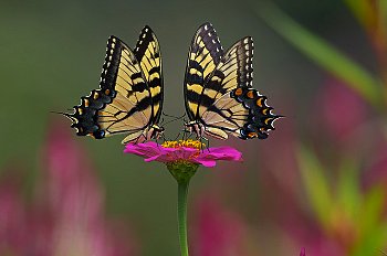 Le #farfalle hanno una grazia incantevole.Nate chissà dove..poi scompaiono silenziosamente da qualche parte,Murakami