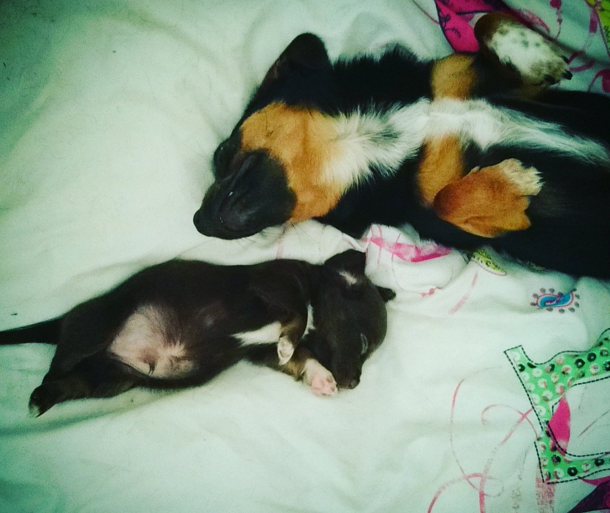 Deethejoker22's tweet photo. Have a moment to think of something else,  like these two adorable puppies!  #puppylove #cute #forgetthebad https://t.co/6H64aZXcDP