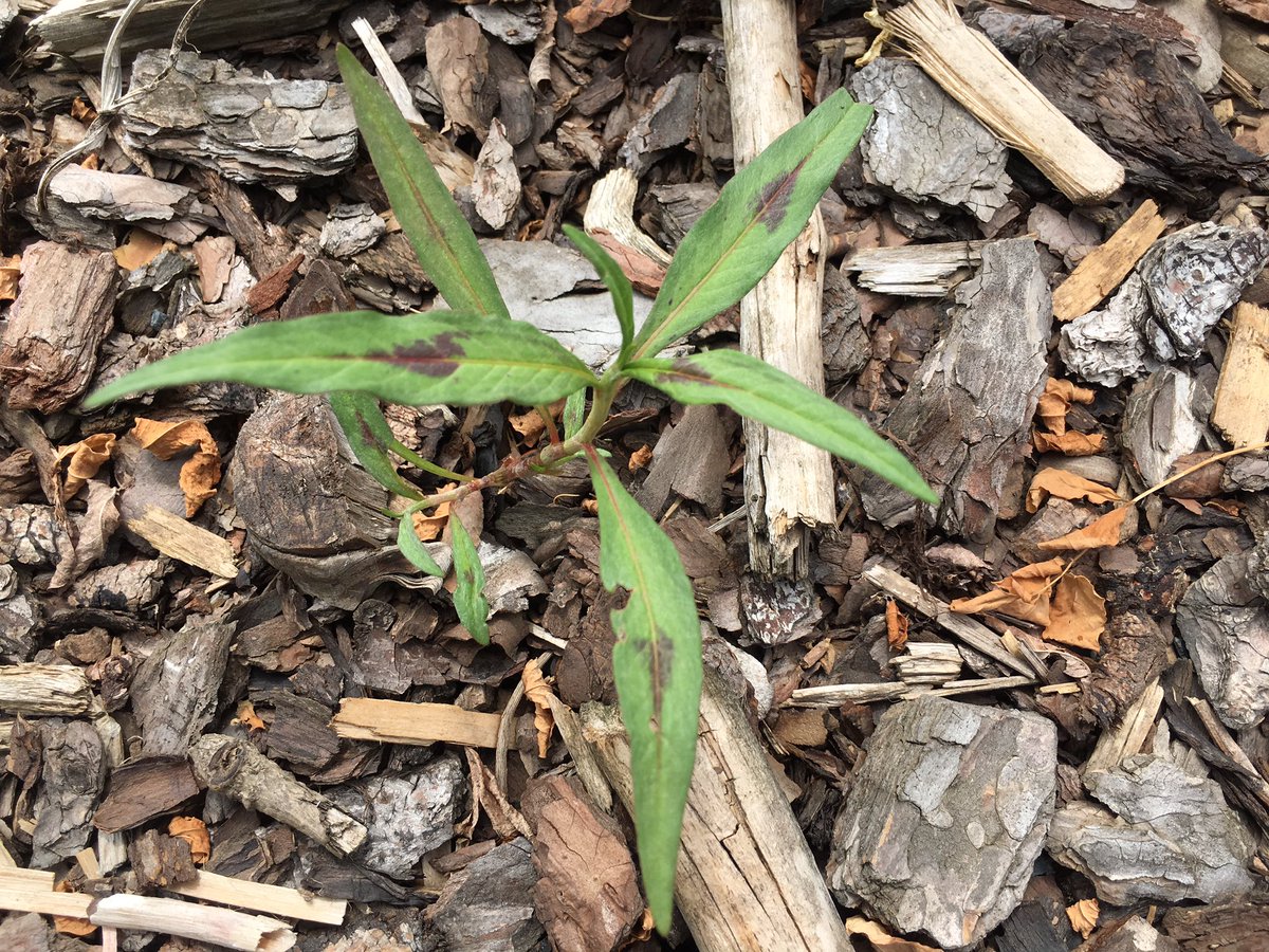 Rodrigo Werle On Twitter Weed Of The Day Pennsylvania Smartweed Polygonum Pensylvanicum Ocrea And Purple Blotch On Leaves Unlweedsteam