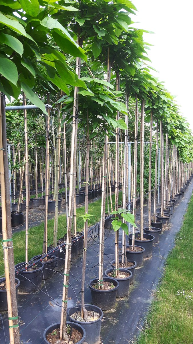 Bolcatalpa in pot, nu te planten! Al vanaf € 25,-!