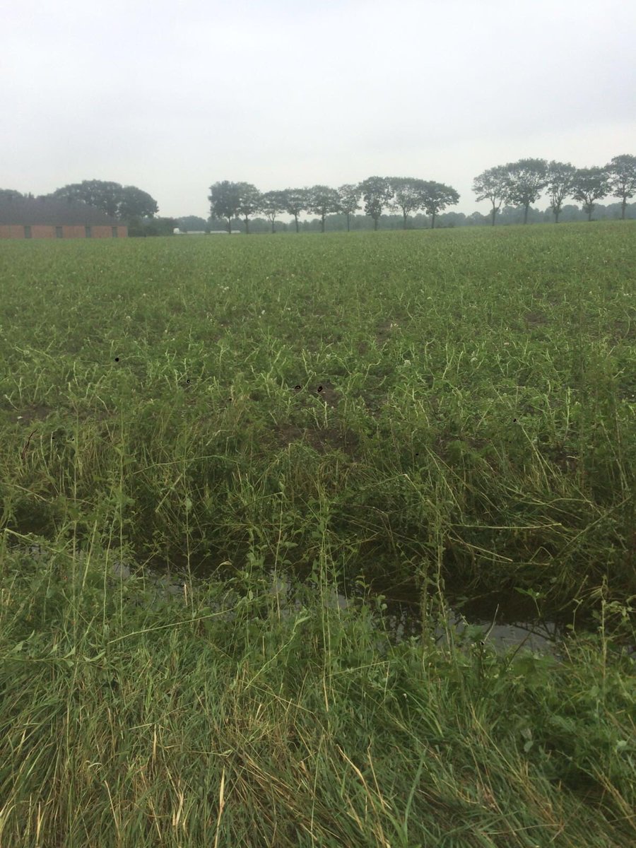 jacobvdborne's tweet photo. Vannacht in ons teeltgebied 45 tot 85 mm regen en in omgeving luyksgestel 40 Ha compleet verhageld. https://t.co/wScYh3fnrm