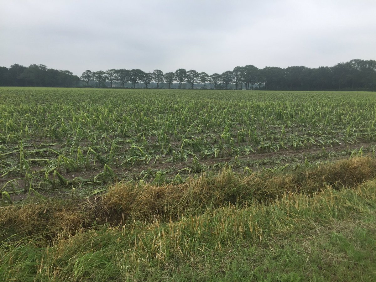 jacobvdborne's tweet photo. Vannacht in ons teeltgebied 45 tot 85 mm regen en in omgeving luyksgestel 40 Ha compleet verhageld. https://t.co/wScYh3fnrm