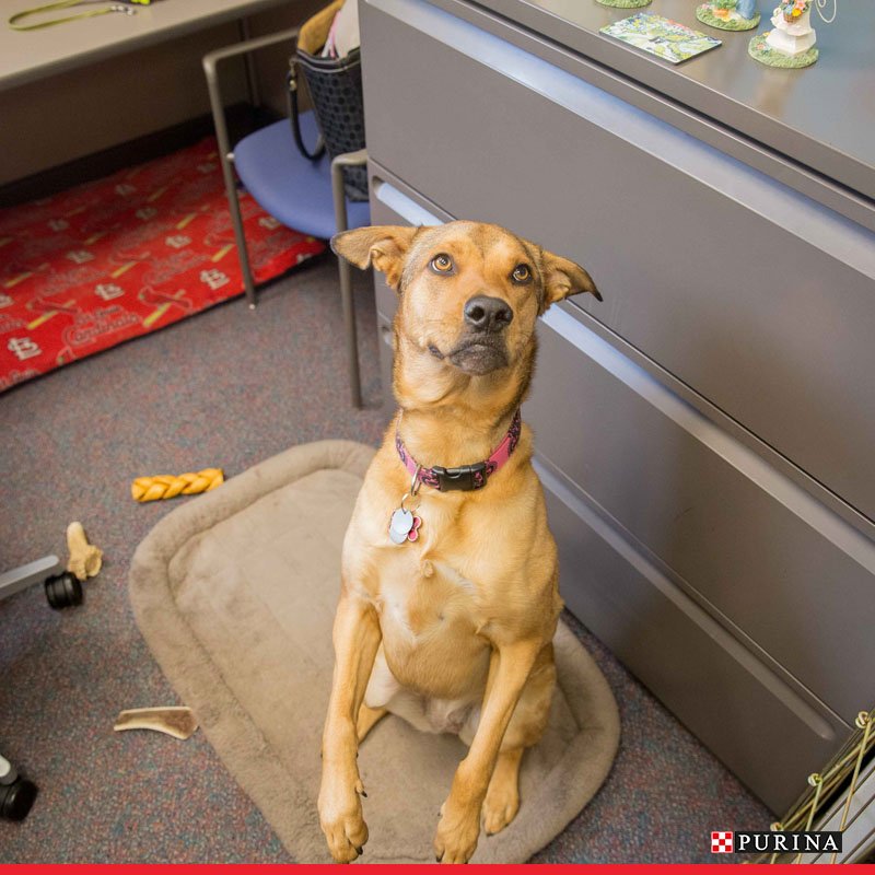 PurinaUK's tweet image. Did you know… dogs at work can reduce stress and boost productivity! #FridayFeeling #BringYourDogToWorkDay