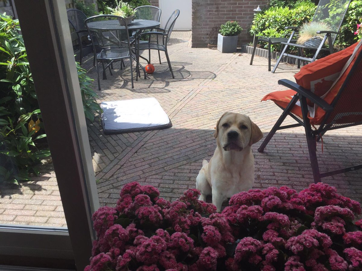 I won't let them come outside! #lifeofsam #guarding #dog #weekend #flowers #labrador #doggy