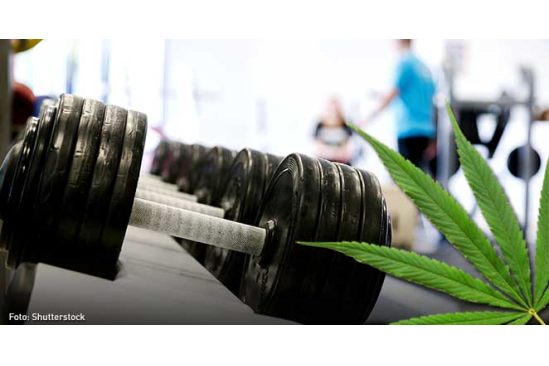 NoticiasMarihua's tweet photo. Deportistas que consumen marihuana ya tienen su gimnasio
https://t.co/zpp5FYweCs https://t.co/WOTPdyxaIv