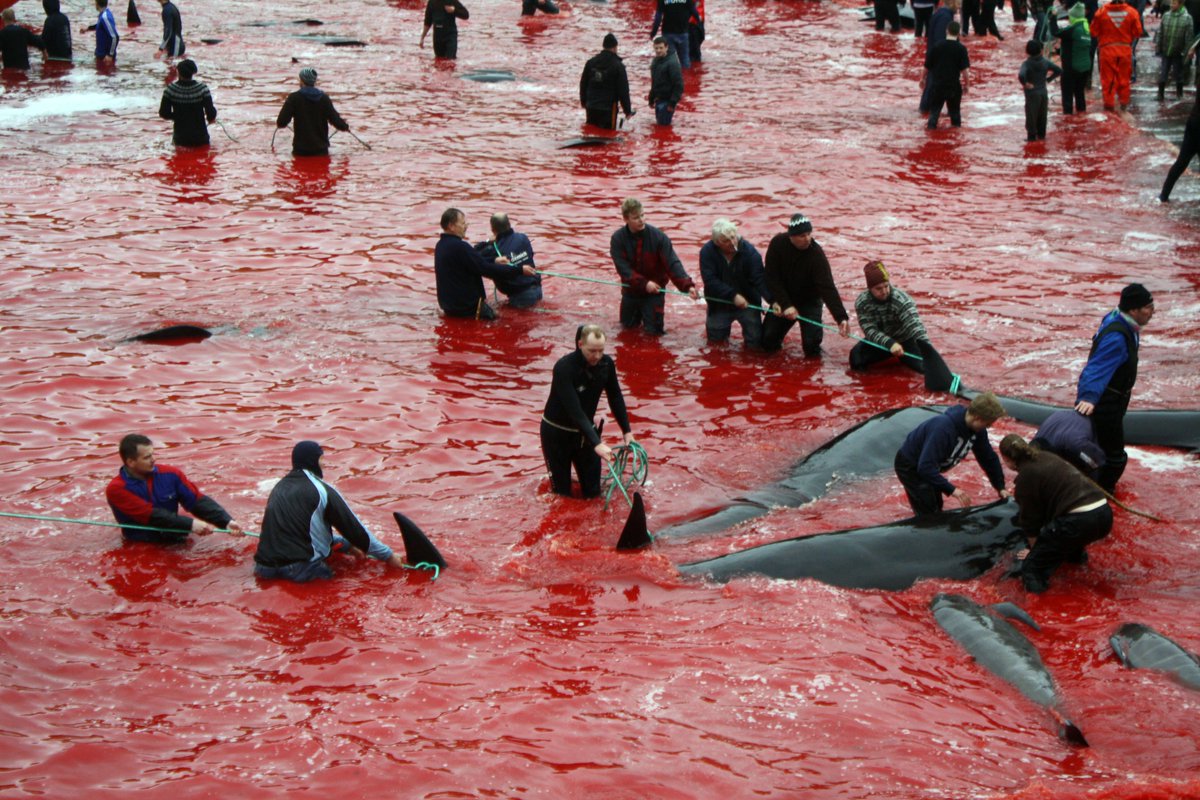seashepherd's tweet image. #NEWS: Bloodshed on the #FaroeIslands: @maccageezer ’s Account of the Grind: huff.to/28QJkGX