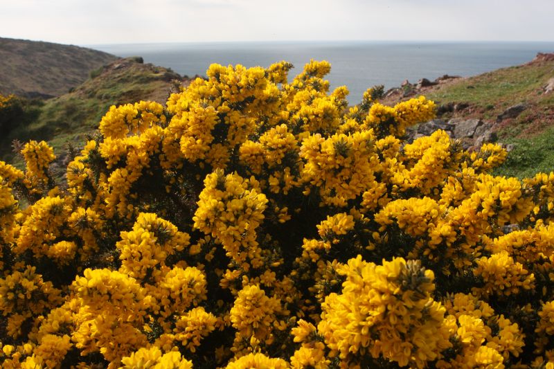 Intocornwall's tweet photo. Cornwall's most prominent wild plant Gorse (Ulex europaeus)  #loveCornwall #viewsfromCornwallCoastPath @swcoastpath https://t.co/6N7phkL0uE
