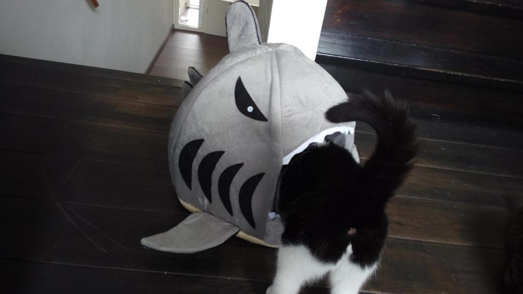 ItsElmoTheCat's tweet photo. I'm being eaten by a a shark #sharkbed #sharktale https://t.co/vkQFyItymp