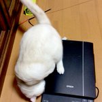 肉球たまらんｗ猫をスキャンした画像が可愛すぎる!