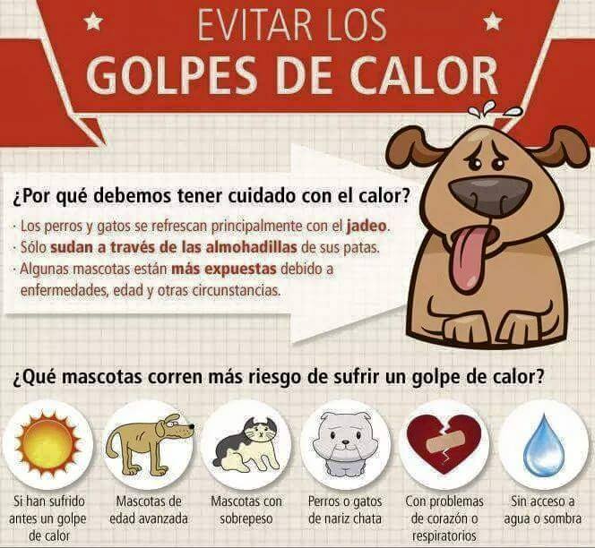 PlanellesMundoN's tweet photo. Cuidado con los golpes de #calor en #gatos y #perros. Aquí te dejamos algunos detalles que deberías saber https://t.co/C6cStKZwlN