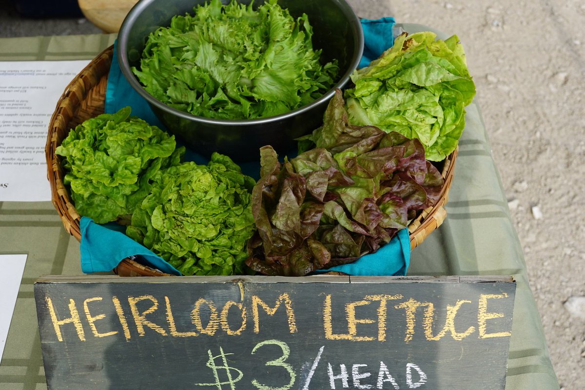 MozzaPi's tweet image. Our friends at @SwanberryFarm grow some amazing heirloom lettuce. Buy some, Sat from 8-11am: buff.ly/28Vbfq3