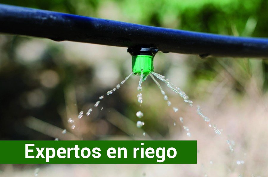 greenfactor_'s tweet image. Pregunta
En verano, ¿qué es mejor: regar todos los días con un poco de agua o una o dos sesiones con abundante agua?