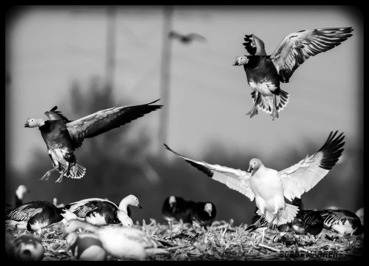 Winglock Retrievers tweet media