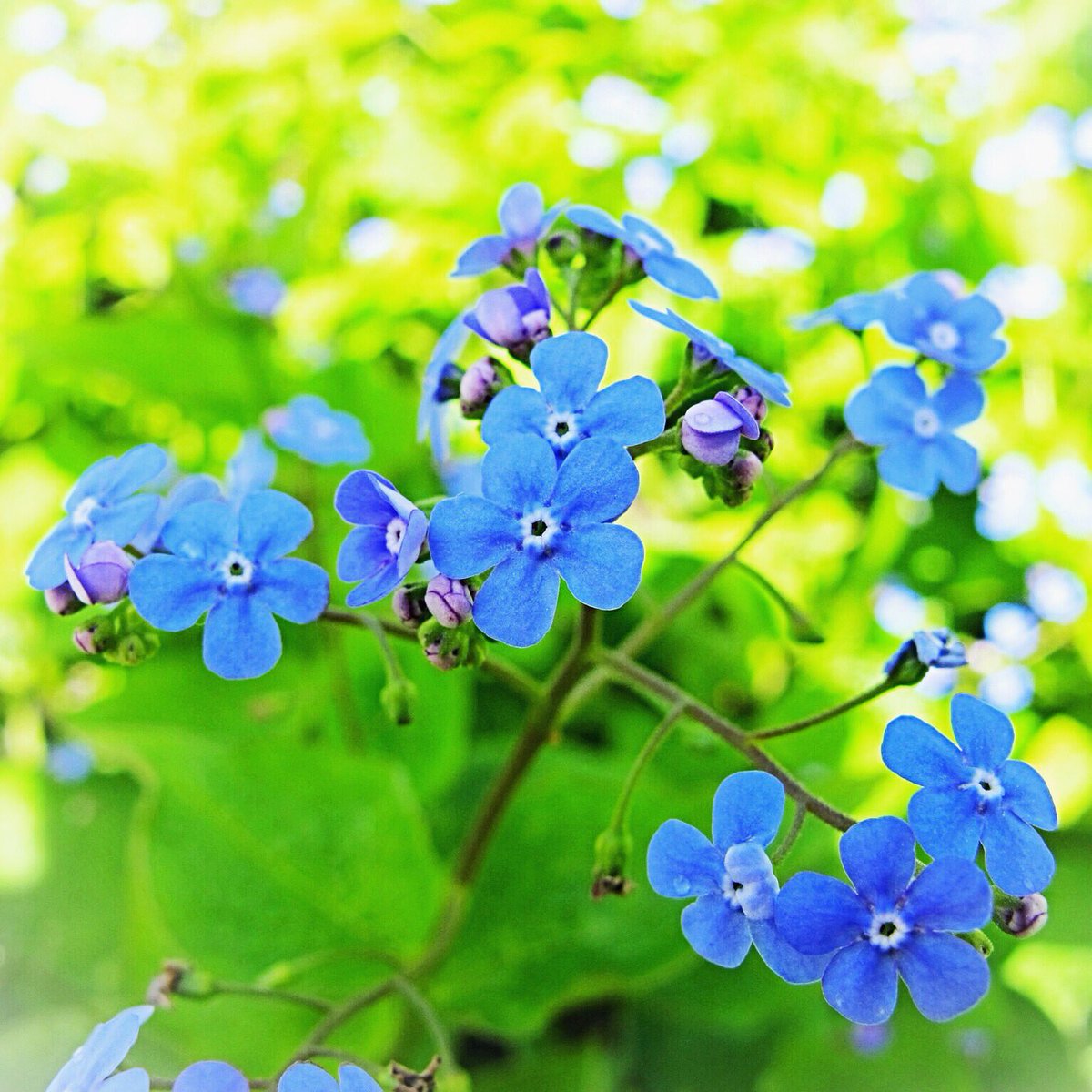 Brunnera macrophylla, common name, False Forget-Me-Not,m. Popular shade plant. Low maintenance. #flower #gardening