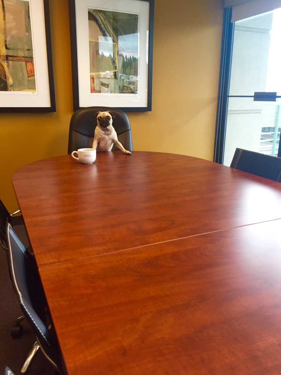 #PenniethePug leading our morning meeting... It's National #TakeYourDogToWorkDay! #TYDTWDay #Cowoofer #DogFriendly