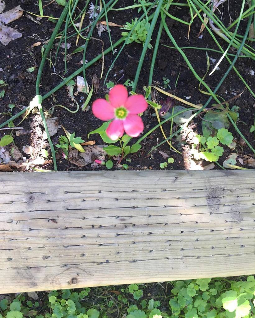 LebeauRox's tweet photo. Found this in my garden #flowers #ilovelivingthings #winnipeggardens https://t.co/ijJzqCM7i0