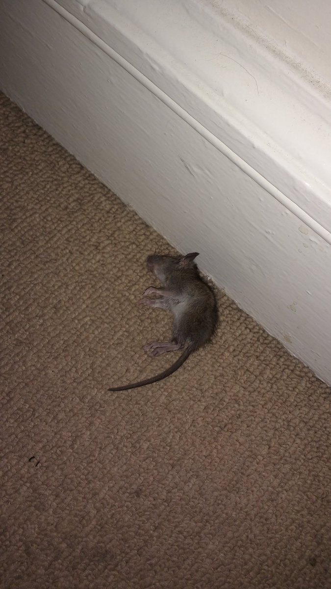 sadiseshiah's tweet photo. The violence has started. #CatsAgainstBrexit https://t.co/D2iyl5hqAm