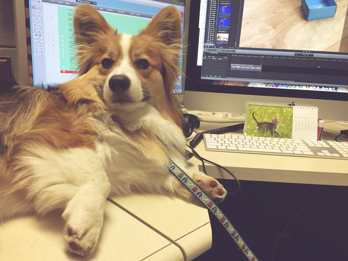 MHEducation's tweet photo. One of our special guests in @McGrawHillK12's design department for #TakeYourDogToWorkDay! #PetsAtWork #dogs https://t.co/SMZsmb4w0A