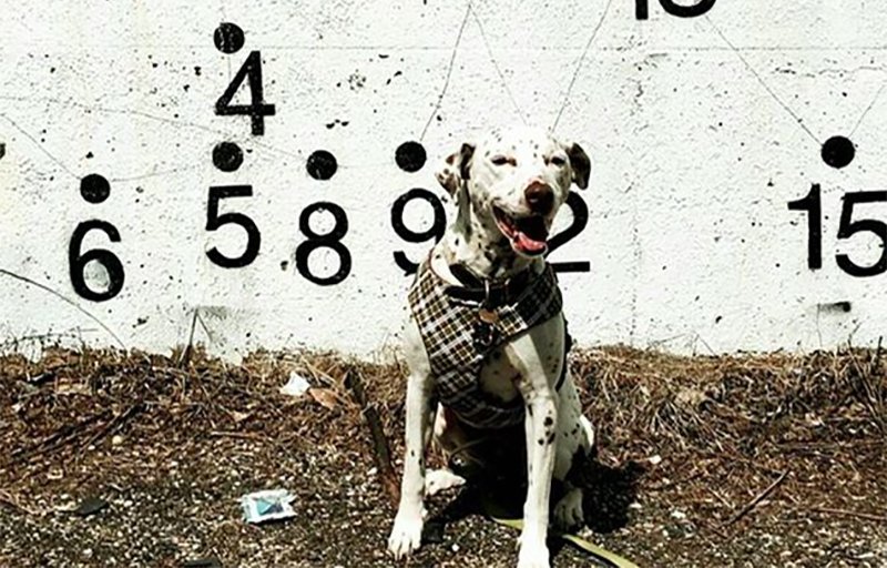 Adopt A Spot tweet media