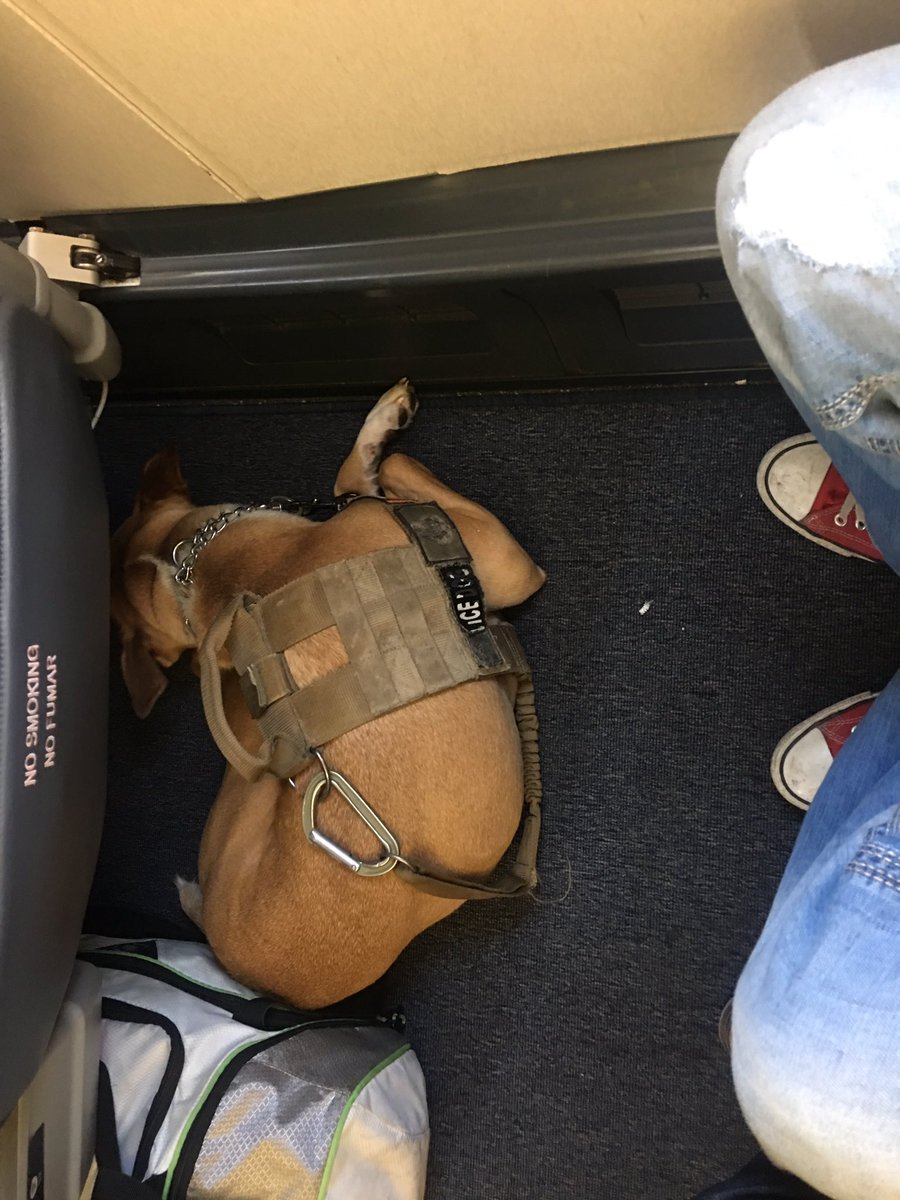 Been treated like shit by #UnitedAirlines for having a #servicedog on the flight.