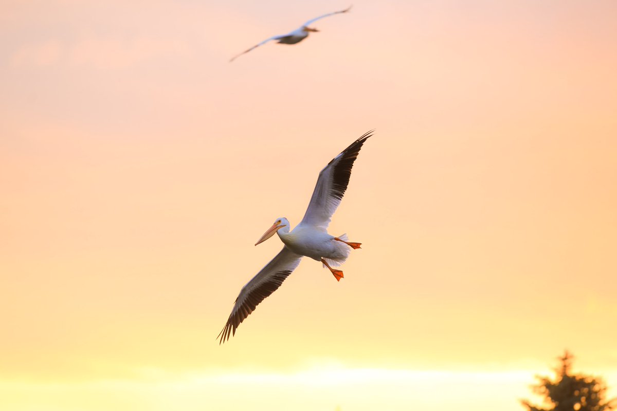YEGHugo's tweet photo. #yeg #ElkIslandNP #parkscanada #traveledmonton #ExploreCanada #ExploreEdmonton #pelicans #readytoland #birds https://t.co/LyJwiiTZvn