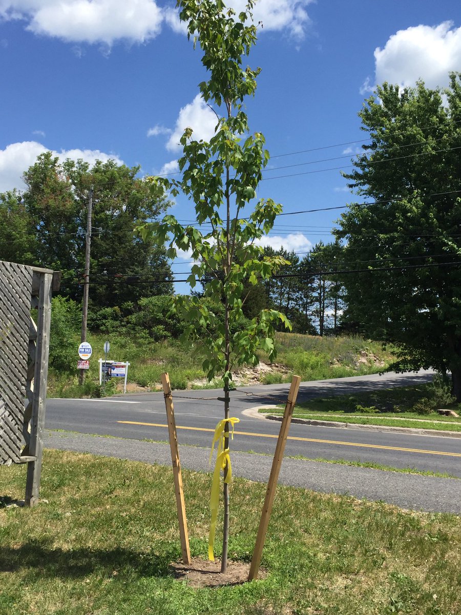 An emotional ceremony dedicating a Memorial Tree to BJ, Kevin, and Jem. Former Panthers who passed too soon.