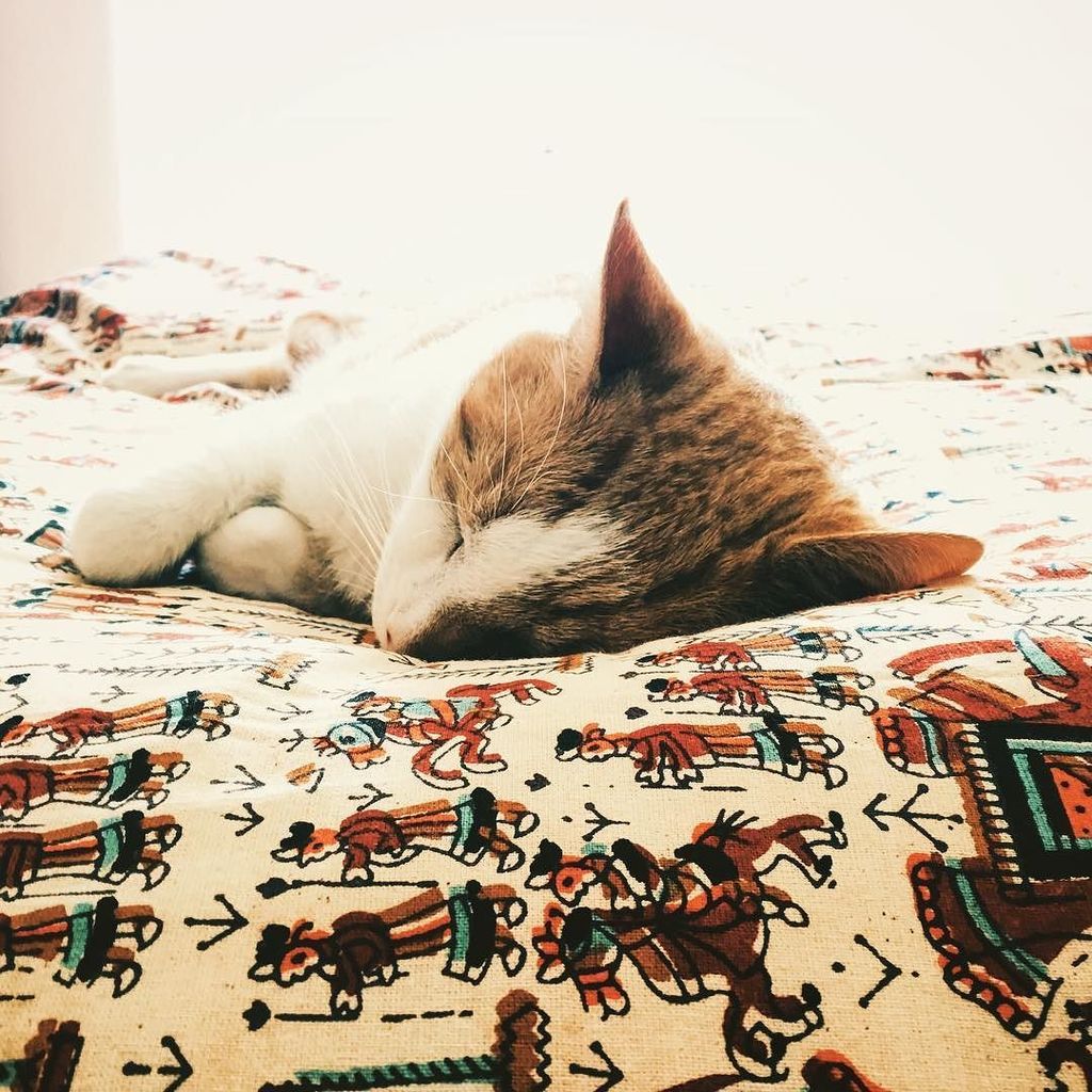 stuartrmoore's tweet photo. Rusty #ginger #catsofinstagram .
.
.
.
.
#shootermag #LondonLife #LondonLive #LoveLondon #ThisIsLondon #TimeOutLond… https://t.co/4rKahsAtk3