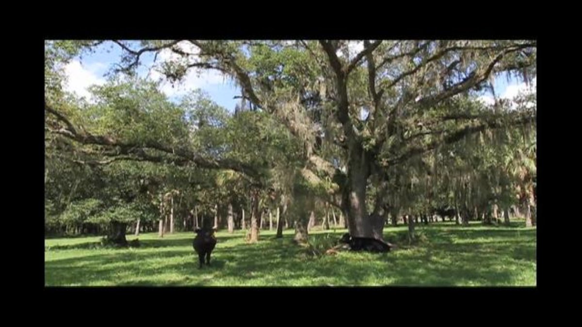 TheNewsPress's tweet photo. Buckingham Farms owner TJ Cannamela talks about Babcock development's impact https://t.co/YxqUNOyECg #SWFL https://t.co/z1D710F7Az