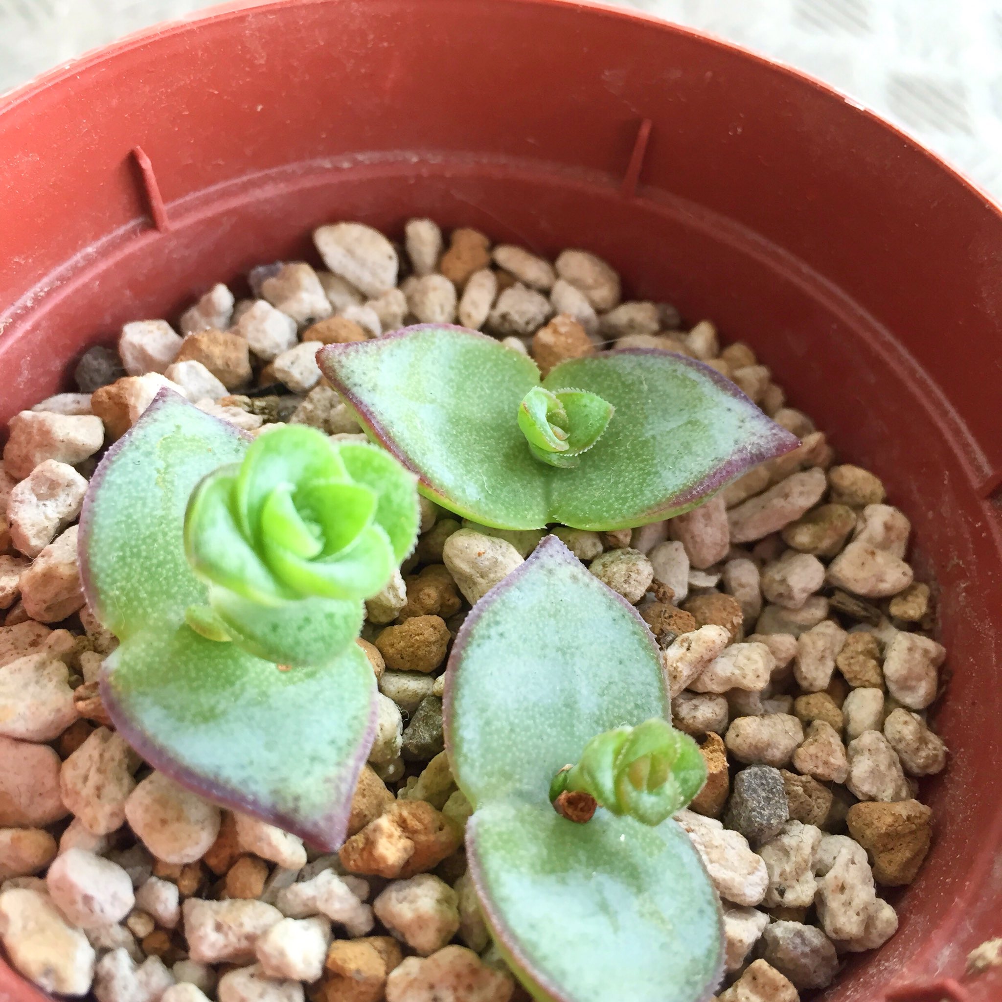 タミ 星の王子の葉挿し かわいい ㅂ 多肉植物 Succulent T Co G97rjvyj9s Twitter