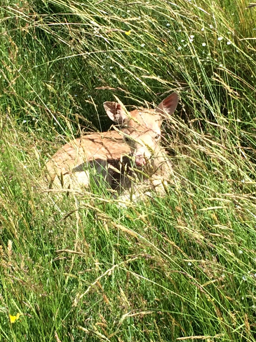 AliceFowles's tweet photo. A first for me-spotted this little one in Home Park #newlife #sovulnerable #keepdogsundercontrol https://t.co/sBbv2T0wj4