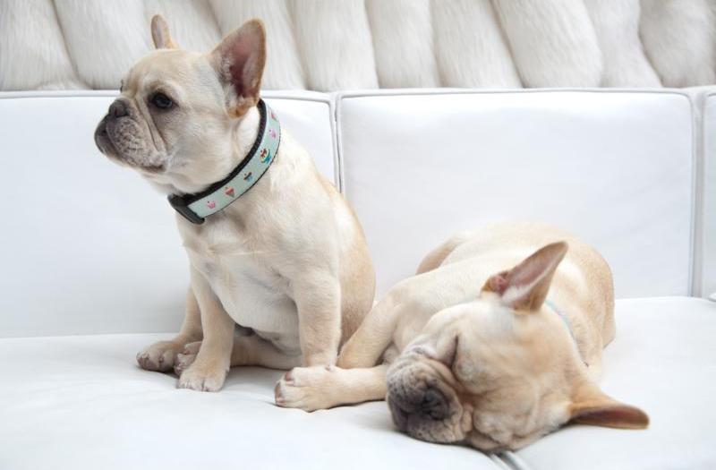 HSN's tweet photo. Wake up pups! It's #TakeYourDogToWorkDay! Share with us a picture of your dog today! https://t.co/NpMh4HlWki https://t.co/jdG323Q4h2