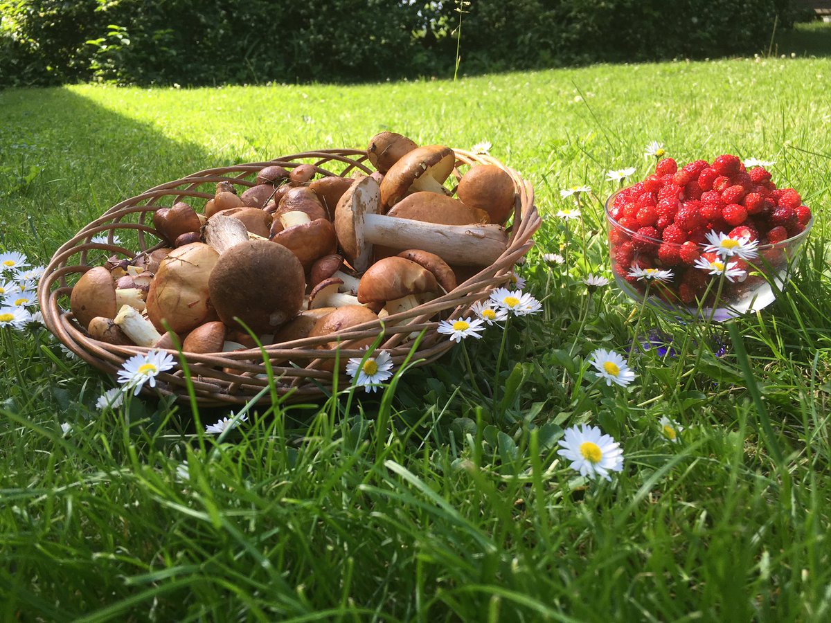 DaceJanova's tweet photo. ...un nav par uz veikalu jābrauc, pusdienas tepat mežmalā saaugušas :) https://t.co/f7Yh5rgONL