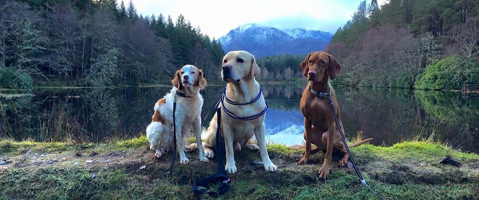 @WelcomDog We love dogs at #LochTorren!  50+ safe acres to explore!  
(Photo by Gordon Keppie at Glencoe Lochan)