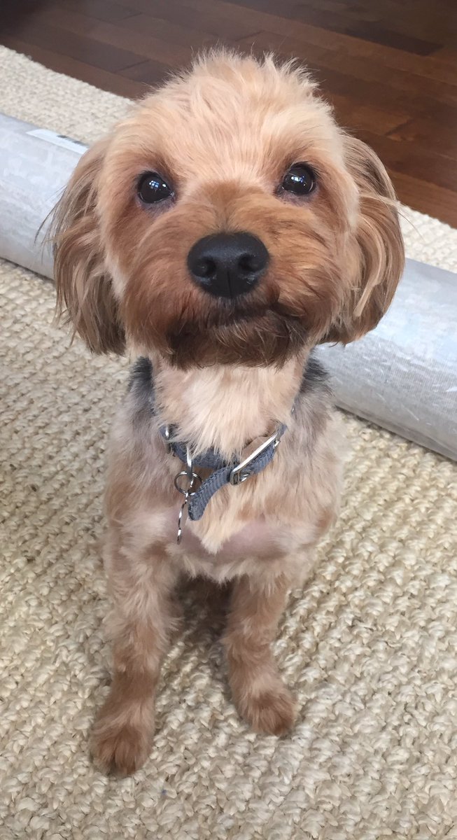 Quentin is ready to go! #TakeYourDogToWorkDay