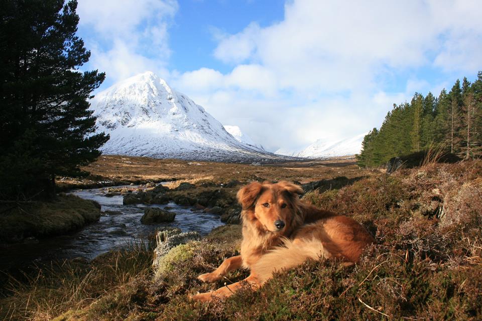@WelcomDog here is another one of our favourites by Chris Cuthbert.  Sam in Glencoe! #GlencoeMadeForDogs!