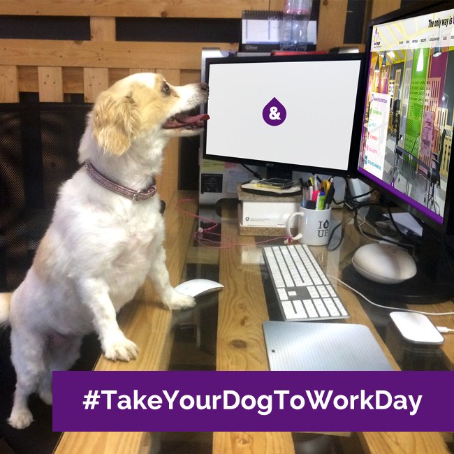 Up3UpIt's tweet photo. Qui tutto sotto controllo 🐶💻 Oggi Julie una di noi! #SpecialGuest in #Up3Up per #TakeYourDogToWorkDay! #UpandFun https://t.co/O3ndDswgwO