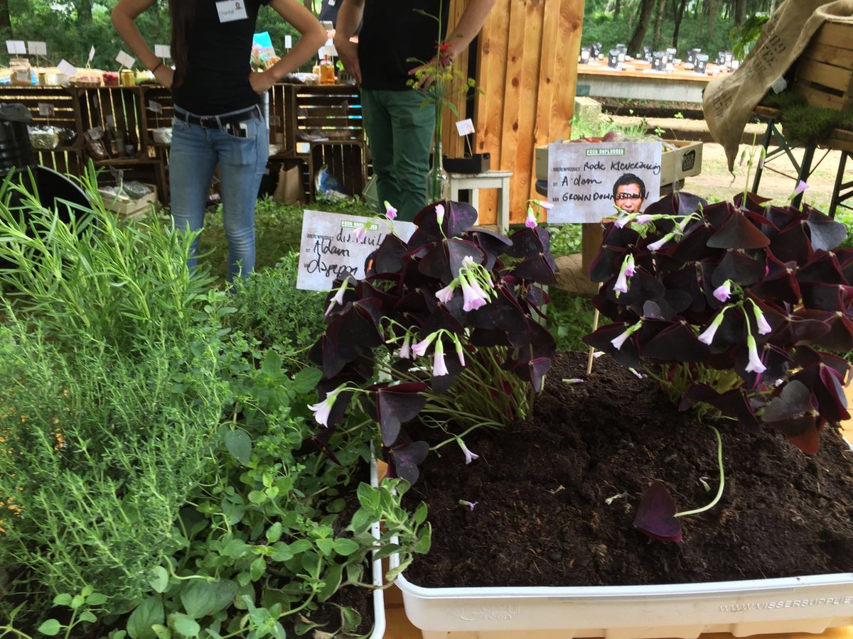 hrbs_nl's tweet image. Bij Food Unplugged wordt er gekookt met onze exclusieve gewassen #eetsmakelijk #eetlokaal #foodunplugged