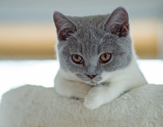 catsnkittys's tweet photo. This grey #cat is absolutely gawwwgeous. Agreed? Please Retweet if you think so. https://t.co/jvGa5FUT7L