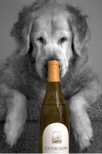 SidewalkDog's tweet photo. First up for #FreeStuffFriday: 2 pairs of tix to #K9Connection's Wine & Wag event! Enter at https://t.co/3SU47nMyE2 https://t.co/2fVm639E94