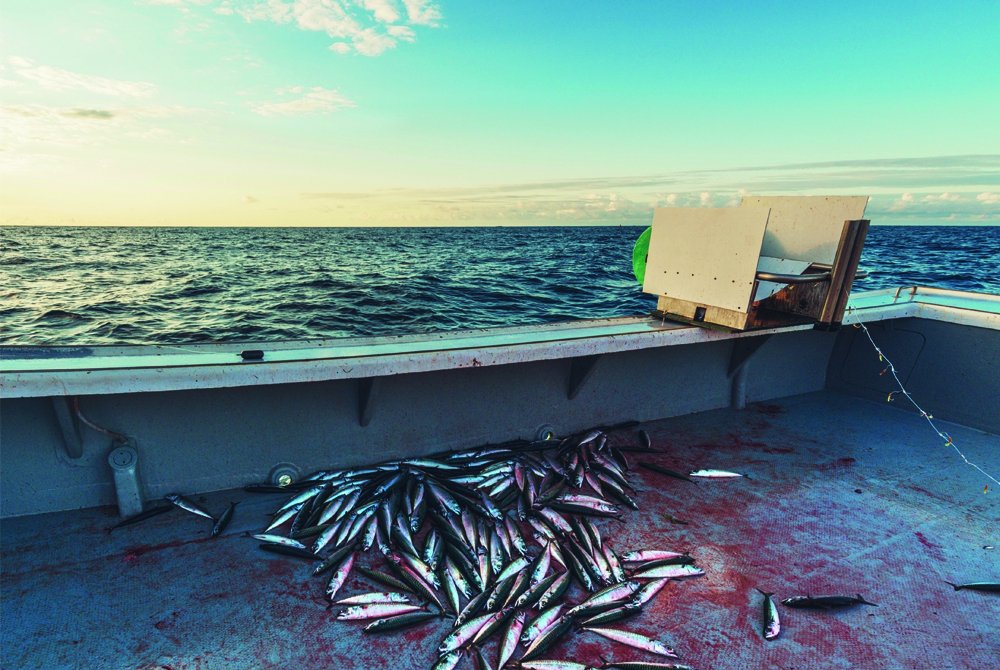 OceanaCAN's tweet photo. Since the 1970s, the biomass of #Canadian marine stocks has declined by 55% #HeresTheCatch https://t.co/U7wToDpZdh https://t.co/yYUlB88xVe