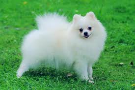Poms were actually used as guard dogs at one time - really! Learn more ow.ly/reLy301ArZ2 #pomeranian